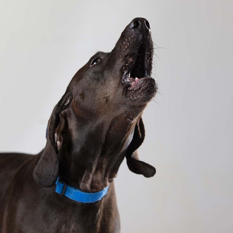 1. Excessive Barking