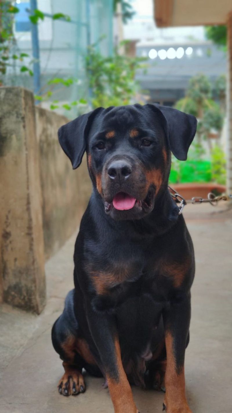 Rottweiler
