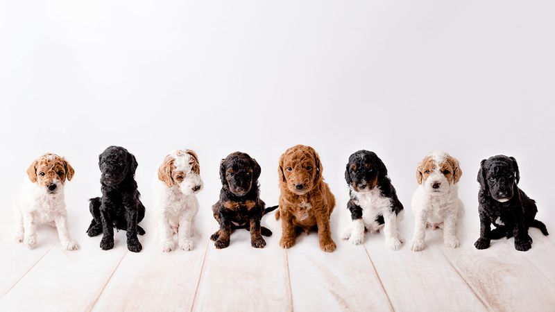 Varied Coat Colors