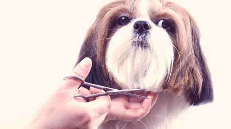 Grooming Needs