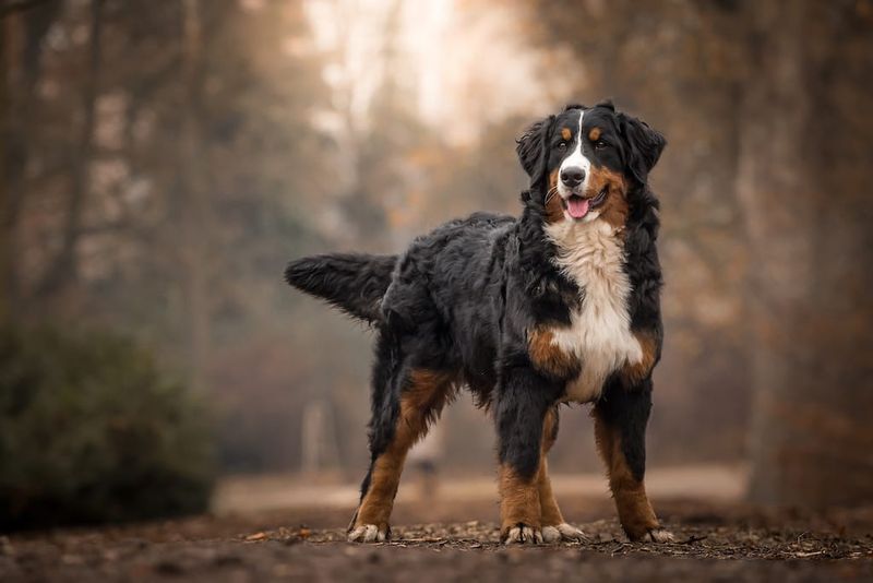 History as Working Dogs