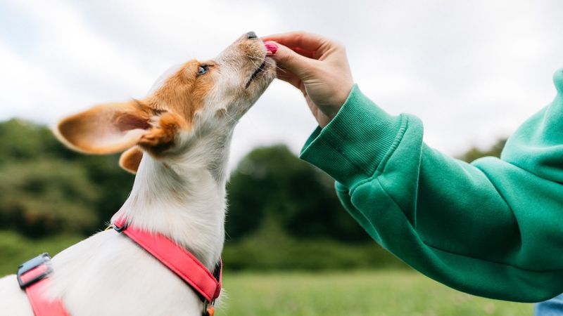 Use of Positive Reinforcement