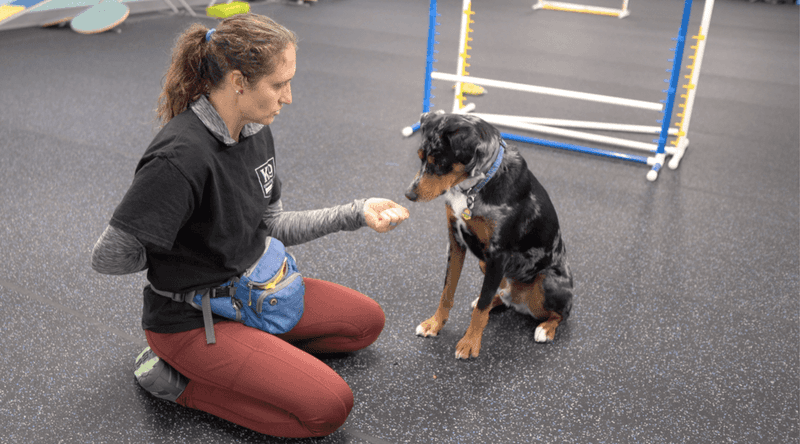Rewarding Calm Behavior