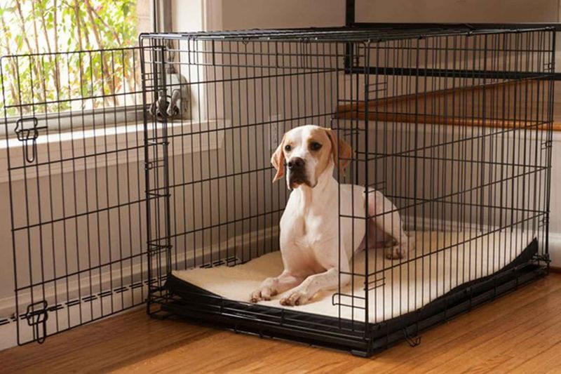 Crate as a Safe Haven