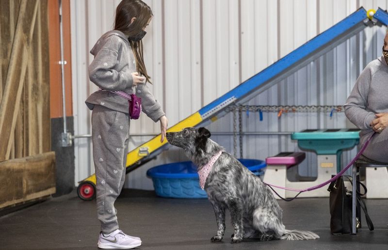 Obedience Classes