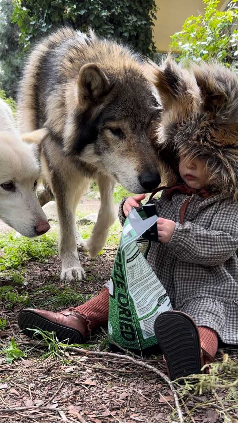 Introducing Wolfdogs to Families