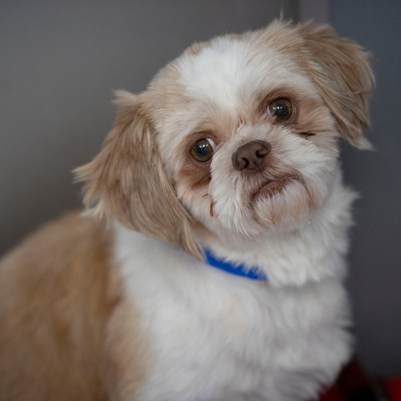 Shy Shih Tzu