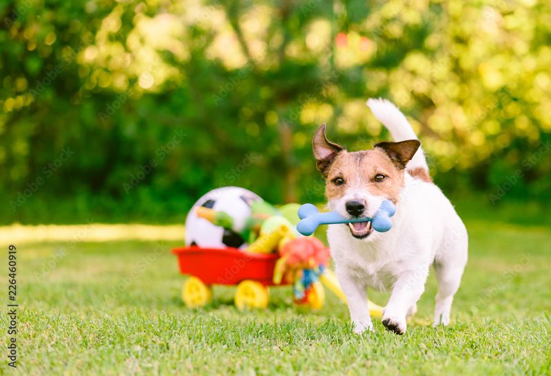 Enthusiasm During Playtime