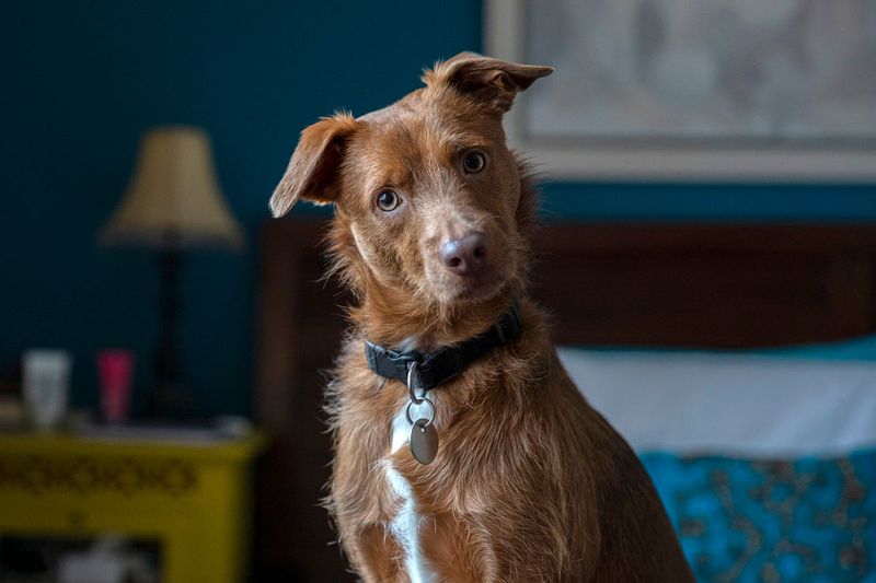 Curious Head Tilts