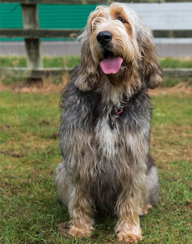 Otterhound