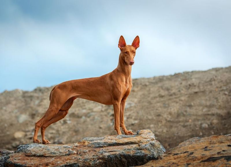 Pharaoh Hound