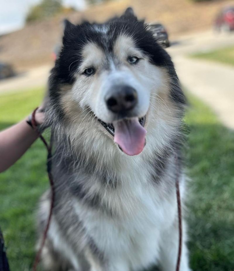 Alaskan Malamute