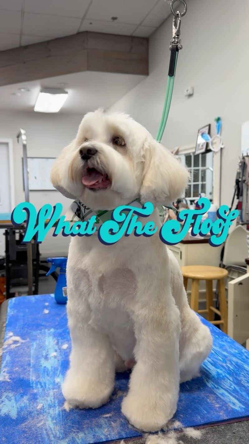 Tibetan Terrier