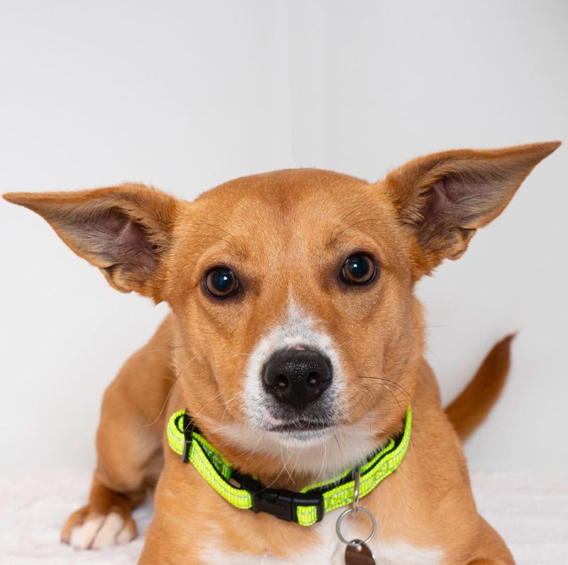 Basenji