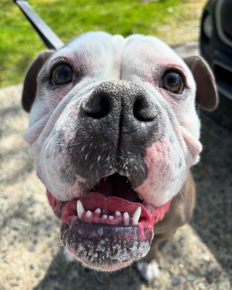 Bulldog