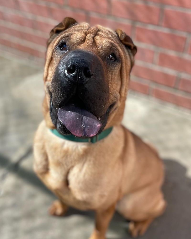 Shar Pei