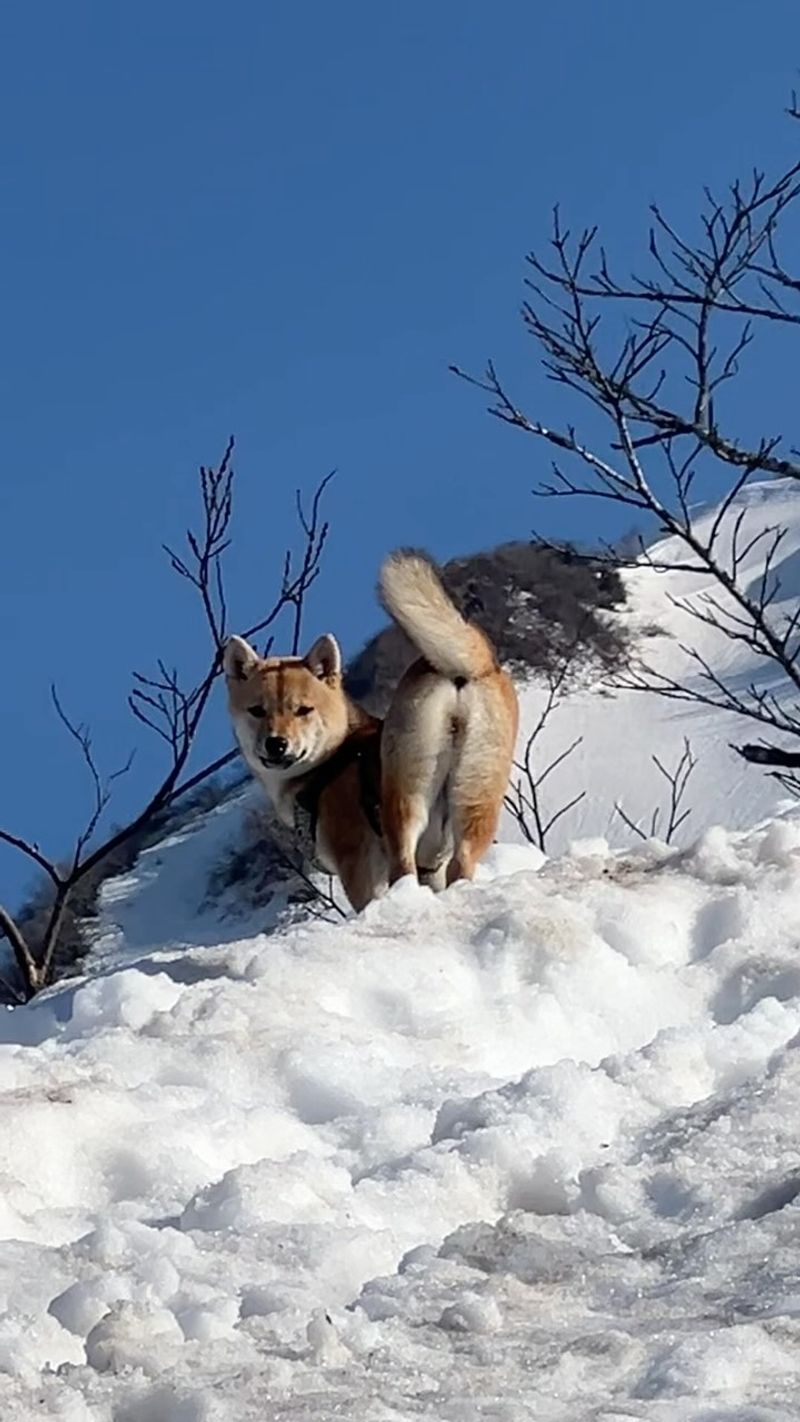 Shiba Inu