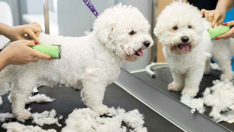 Bichon Frise