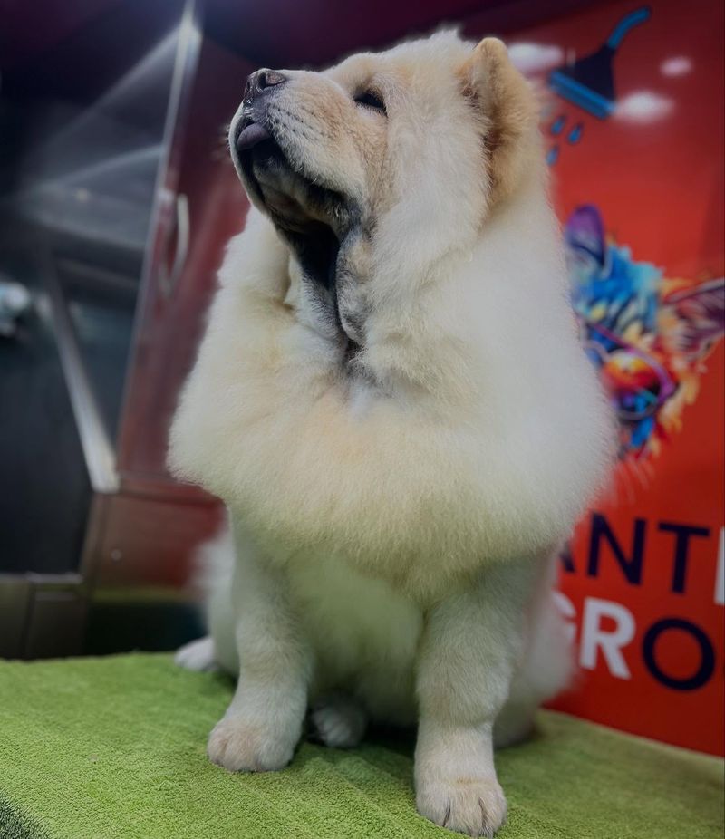 Chow Chow