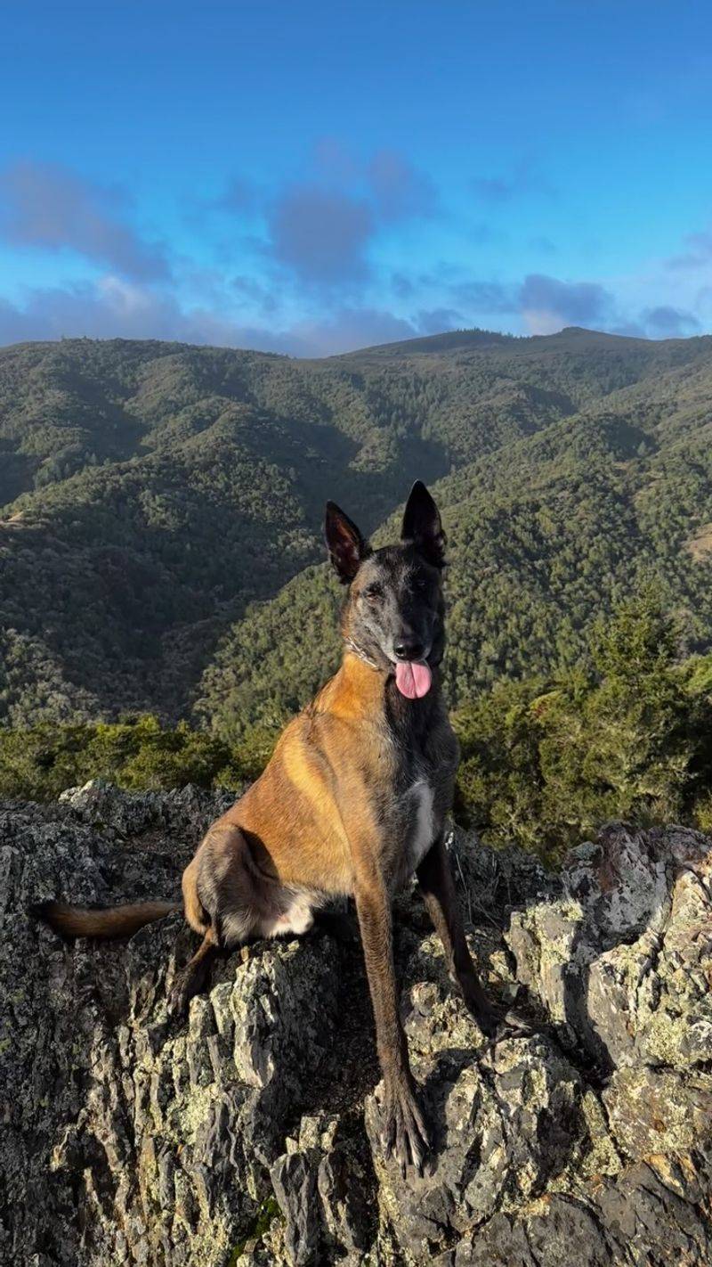 Belgian Malinois