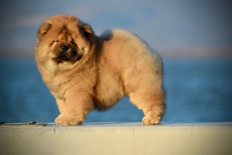 Chow Chow