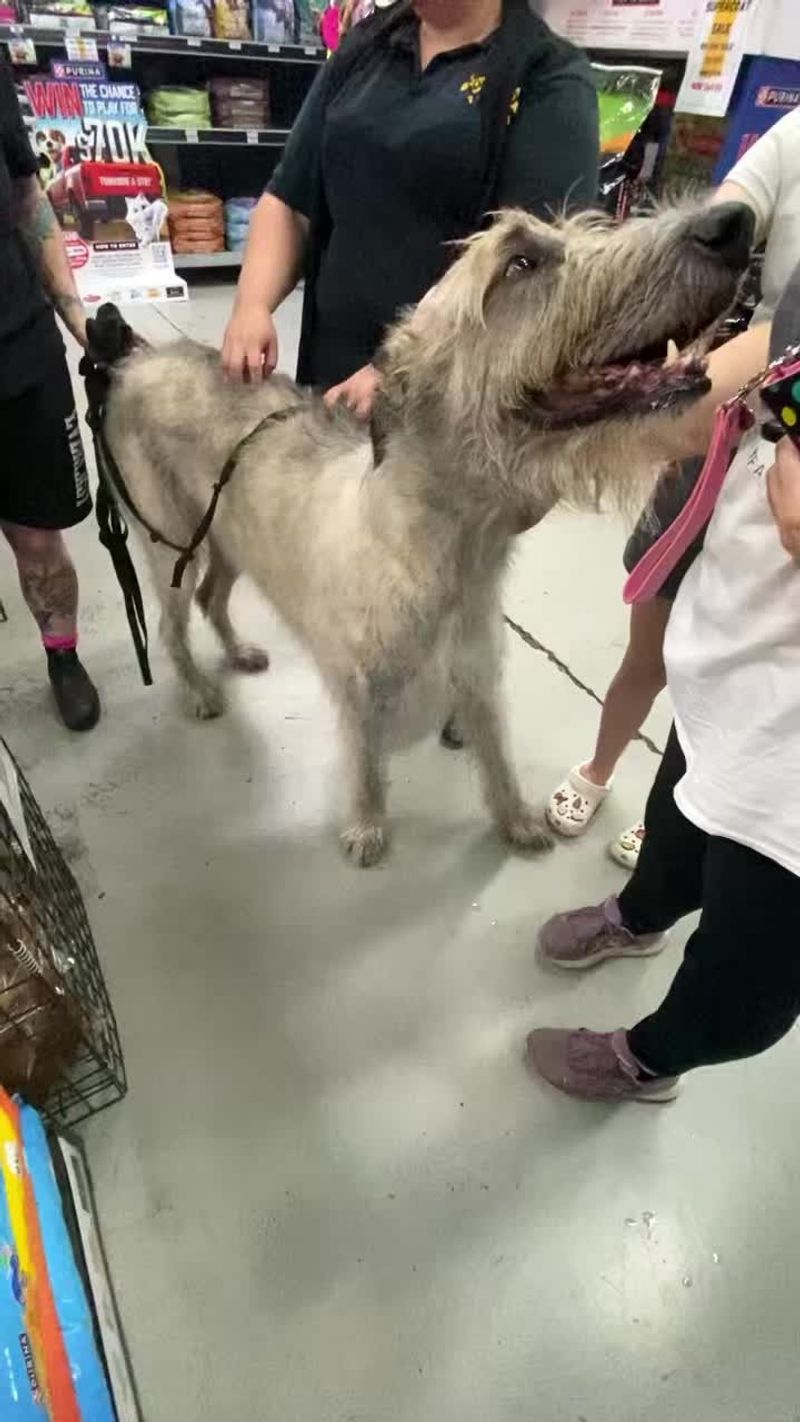 Irish Wolfhound