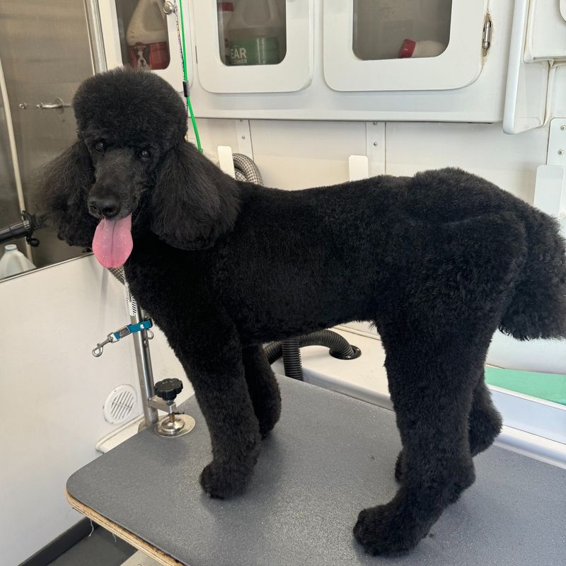 Poodle