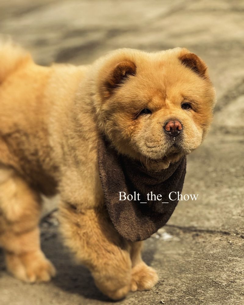 Chow Chow