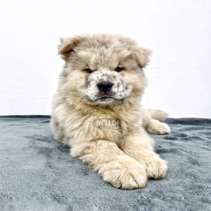 Chow Chow
