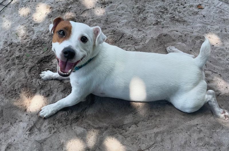 Jack Russell Terrier