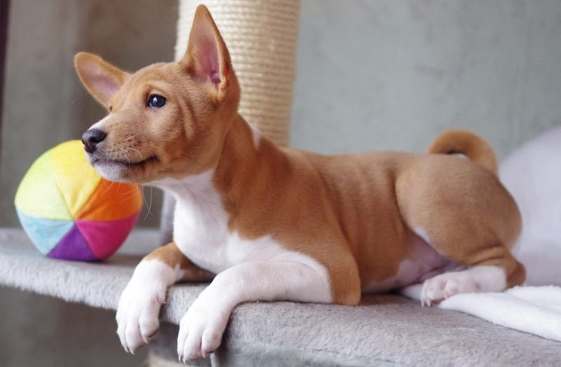 Basenji