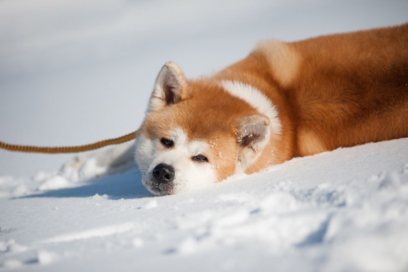 Akita