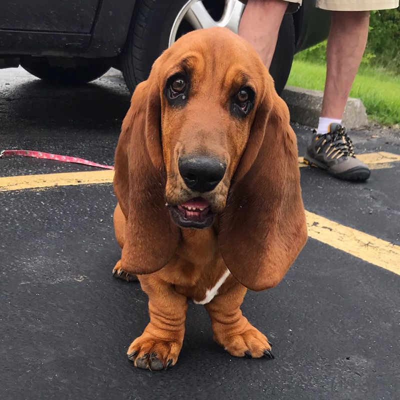 Basset Hound