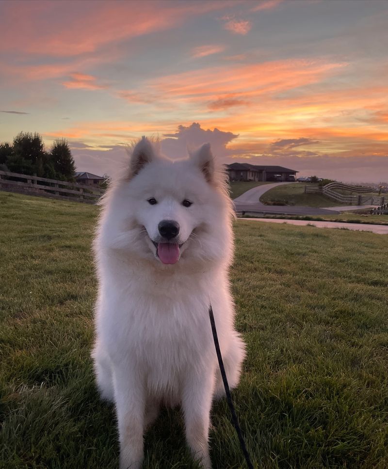 Samoyed