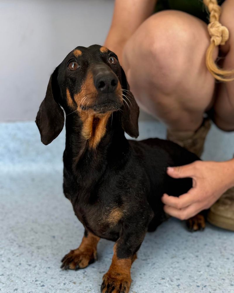 Dachshund