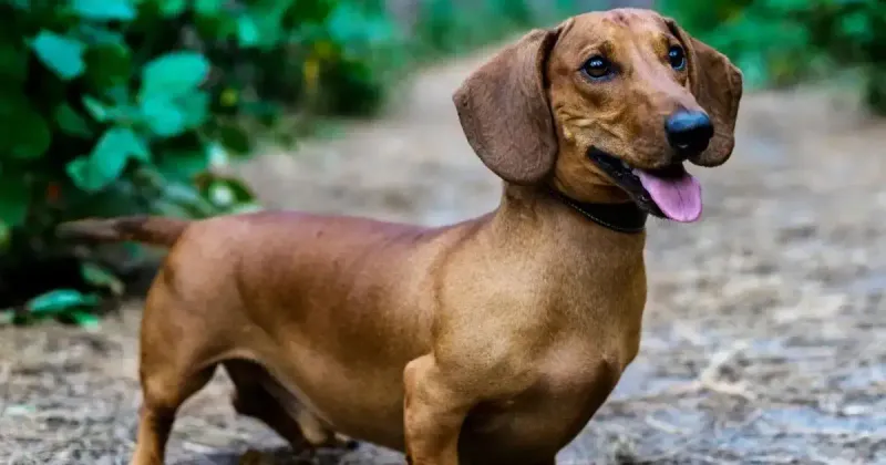Dachshund