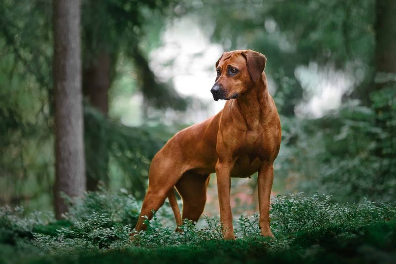 Rhodesian Ridgebacks: The Headstrong Hunters