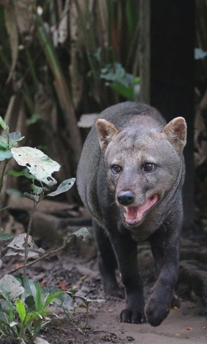 Amazonian Wild Dogs
