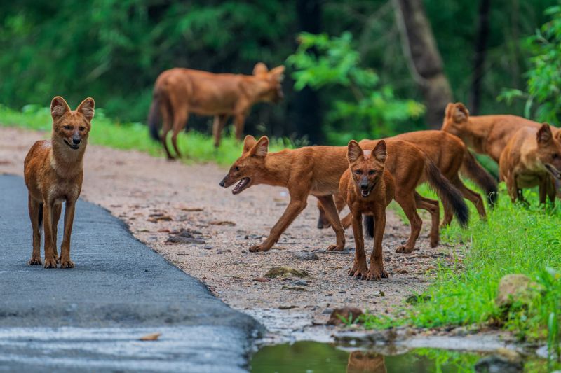 Dhole
