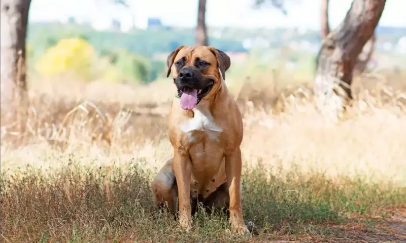 Boerboel