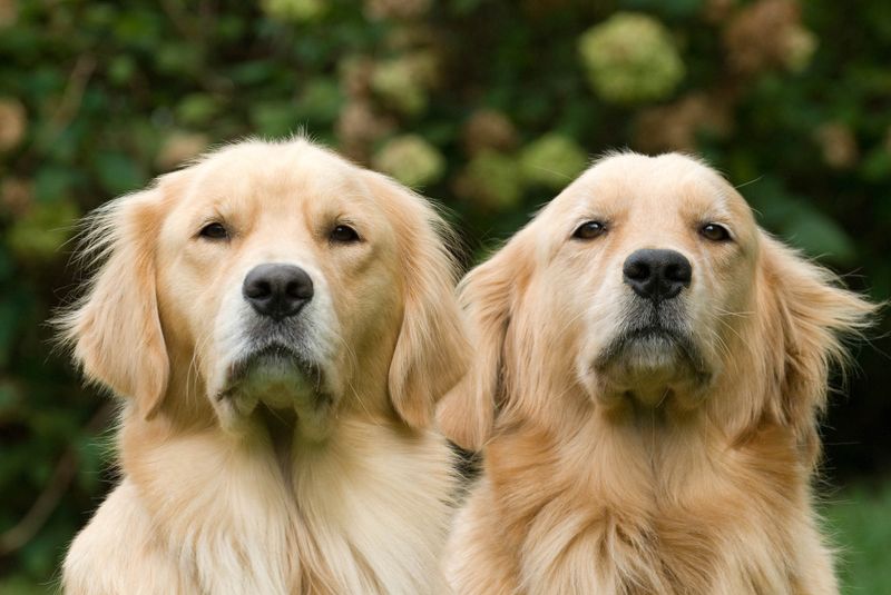 Training and Obedience