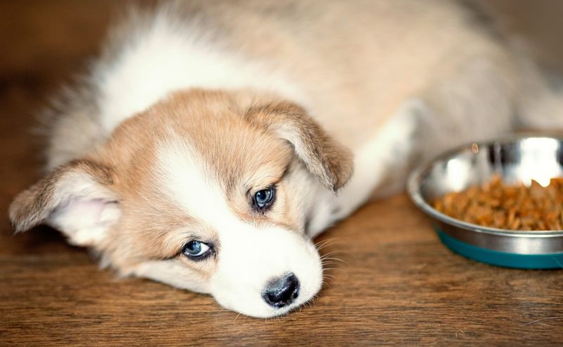 Sudden Loss of Appetite
