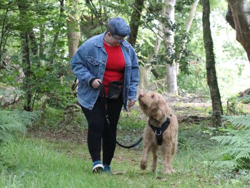 Persistent Pulling on Leash