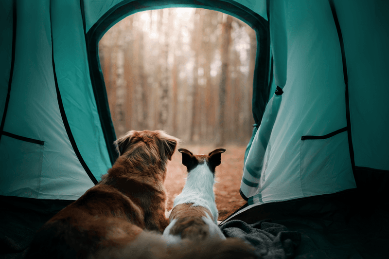 Dog-Friendly Camping