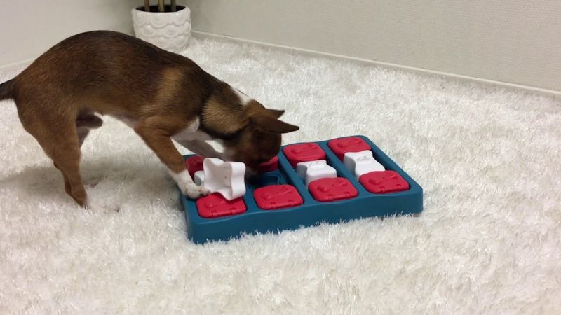 Interactive Toys