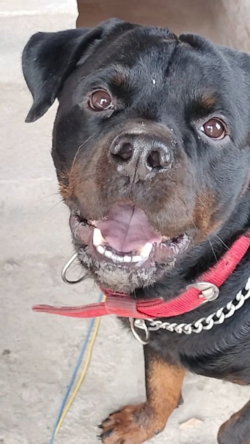 Rottweiler