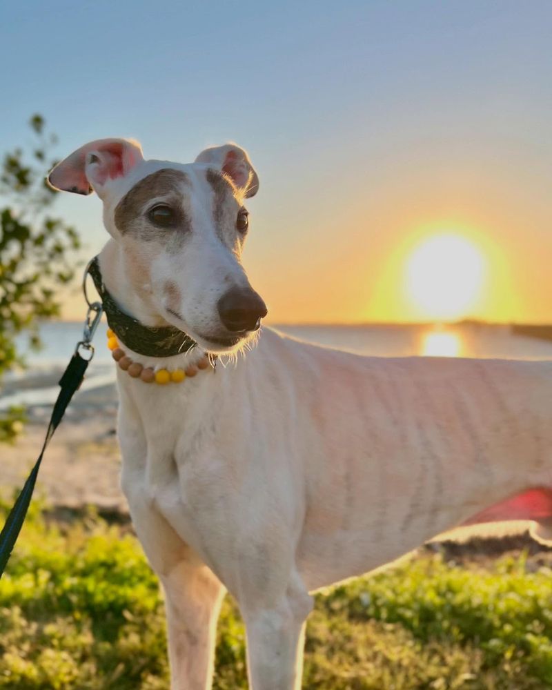 Greyhound