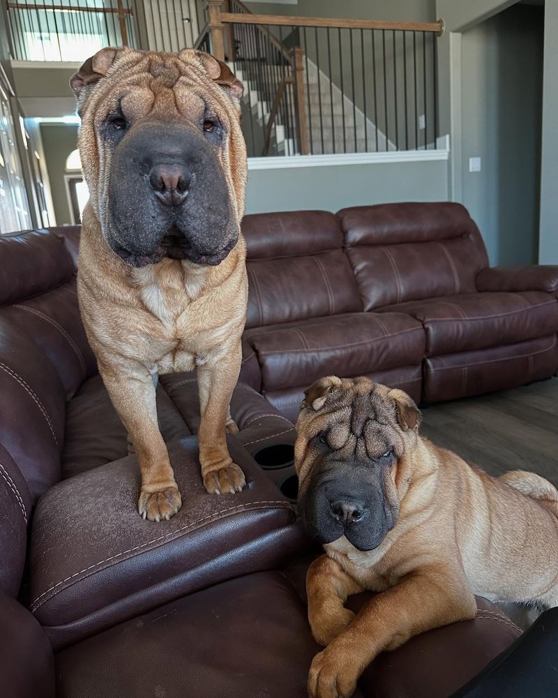 Shar Pei