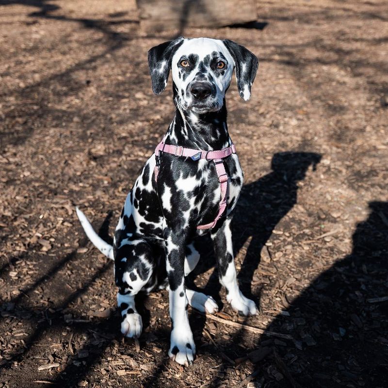 Dalmatian
