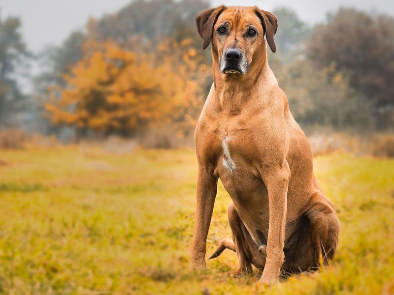 Rhodesian Ridgeback